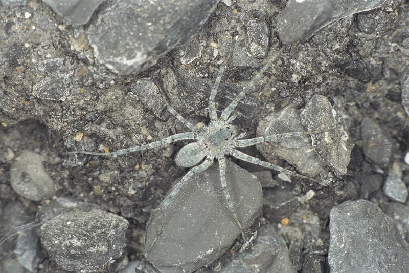 Pardosa_wagleri_F0039_Z_90_-_Frankrijk.jpg