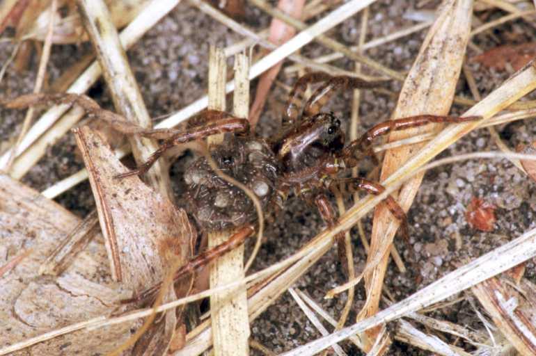 ZZ_ZZ142_F1610_Z_78_Crampians_Australie.jpg