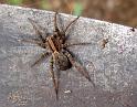 Lycosa_furcillata_D6280_Z_87_Brisbane_Australie