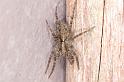 Pardosa_amentata_D4571_Z_88_Utrecht_Nederland