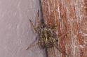 Pardosa_amentata_D4573_Z_88_Utrecht_Nederland