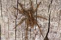 Pardosa_amentata_D4574_Z_88_Utrecht_Nederland