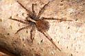 Pardosa_amentata_D5618_Z_87_Prattenburg_Nederland