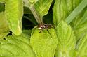 Pardosa_amentata_D6994_Z_82_Waterleidingduinen_Nederland