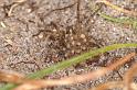 Pardosa_lugubris_D4581_Z_80_Waterleidingduinen_Nederland