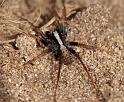 Pardosa_saltans_D6009_Z_82_Waterleidingduinen_Nederland