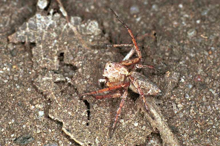 Oxyopes_ZZ103_F0601_Z_80_Emerald-Clermont_Australie.jpg