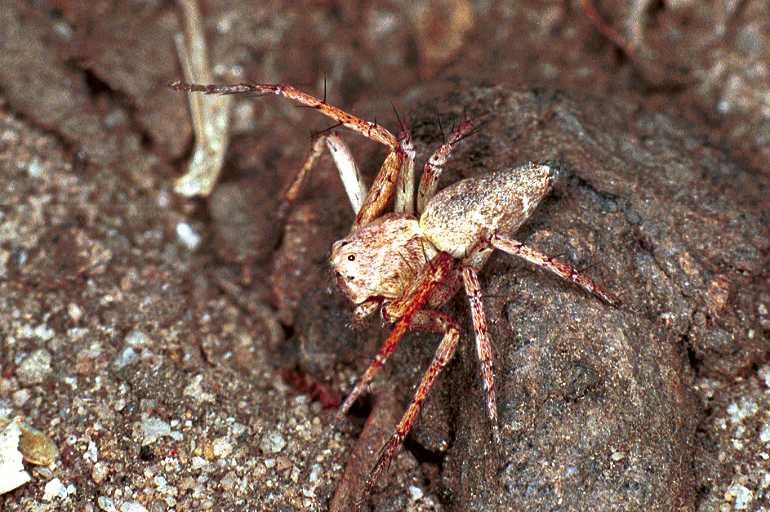 Oxyopes_ZZ103_F0603_Z_83_Emerald-Clermont_Australie.jpg