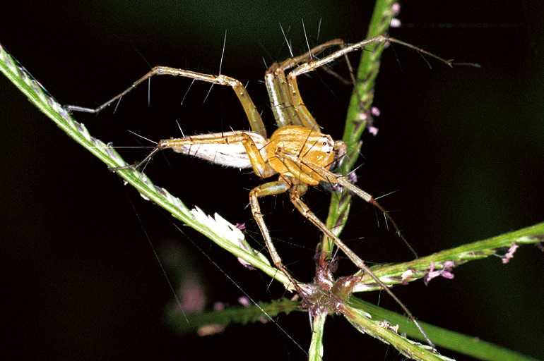 Oxyopes_ZZ105_F0661_Z_75_Giru_Australie.jpg