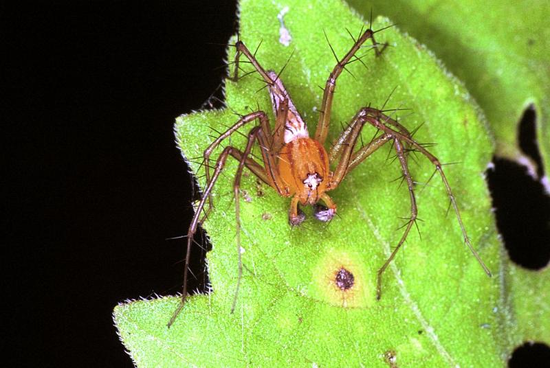 Oxyopes_ZZ105_F1818_Z_89_Litchfield_Australie.jpg