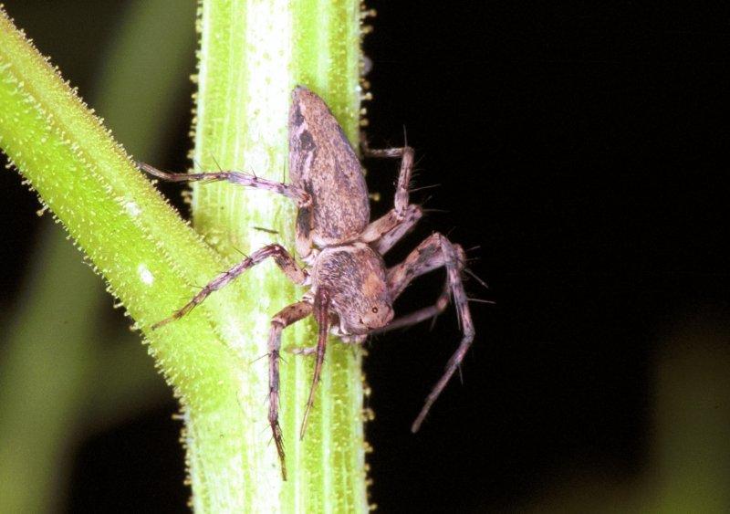 Oxyopes_ZZ155_F1809_Z_85_Litchfield_Australie.jpg