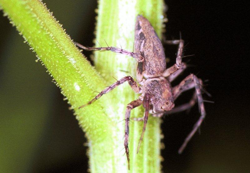 Oxyopes_ZZ155_F1810_Z_78_Litchfield_Australie.jpg