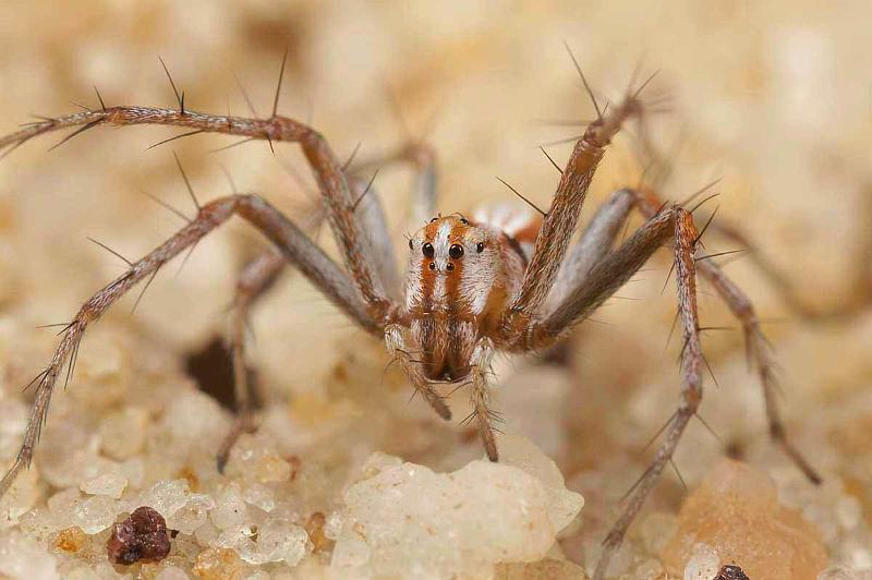 Oxyopes_ZZ356_D3996_Z_88_Sydney_Australie.jpg