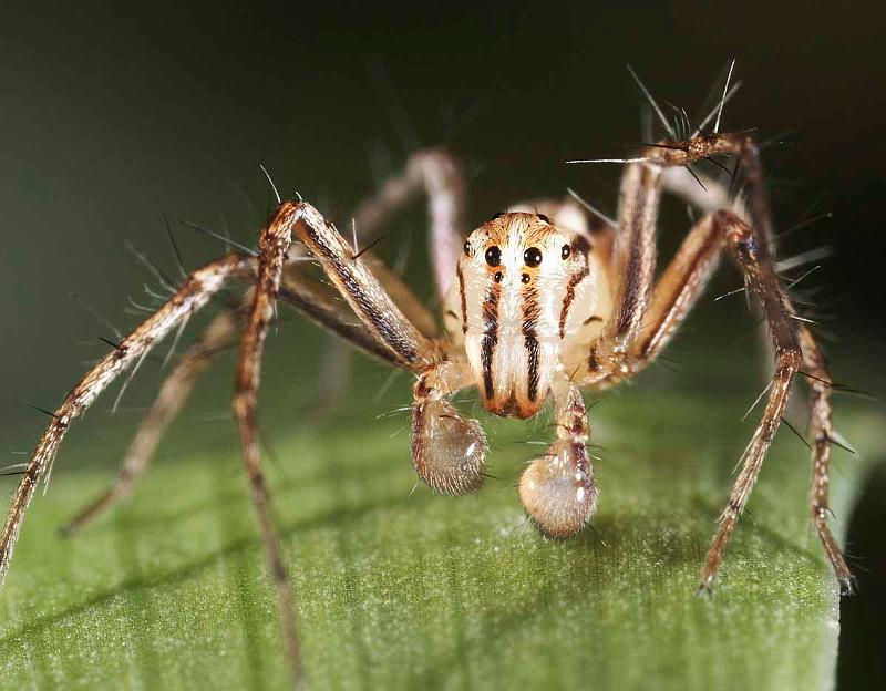 Oxyopes_ZZ357_D3991_Z_90_Sydney_Australie.jpg