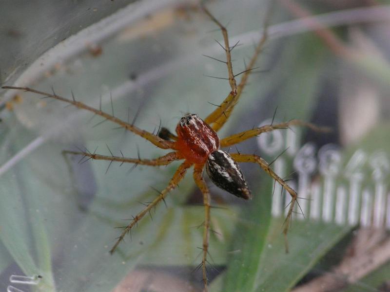 Oxyopes_ZZ492_D6445_Z_86_Brisbane_Australie.jpg