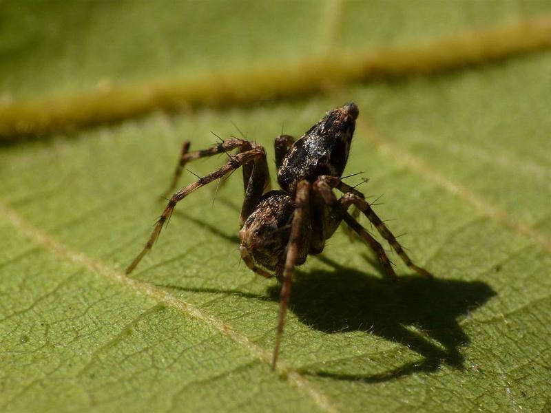 Oxyopes_ZZ541_D6793_Z_82_Brisbane_Australie.jpg