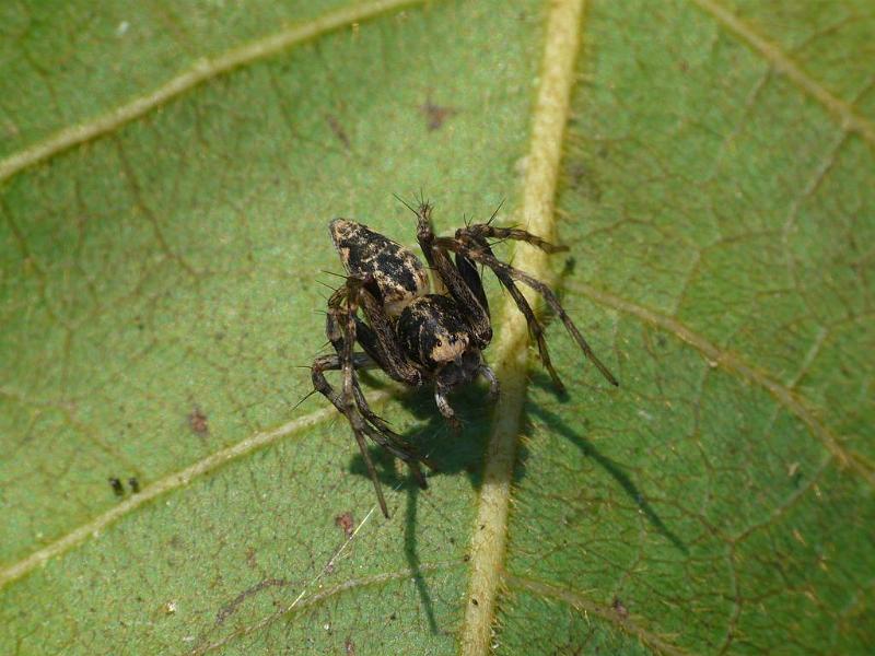 Oxyopes_ZZ578_D6902_Z_88_Brisbane_Australie.jpg