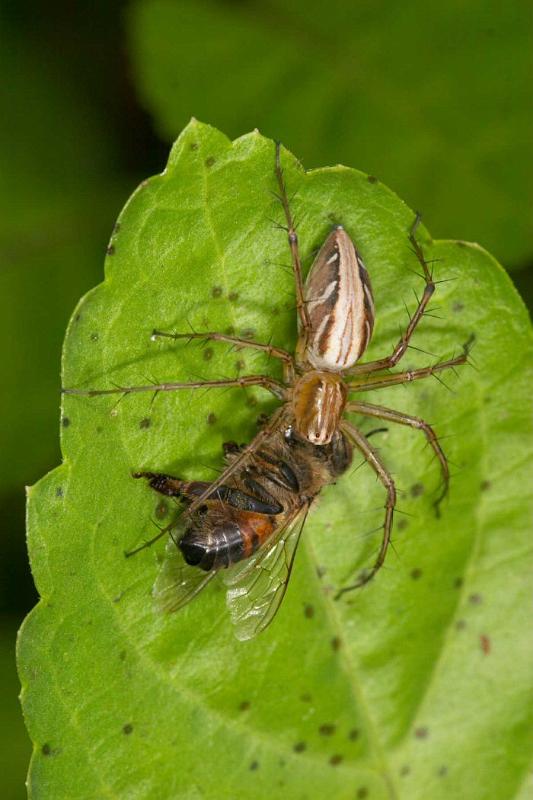 Oxyopes_elegans_D2511_Z_90_-_Australie.jpg