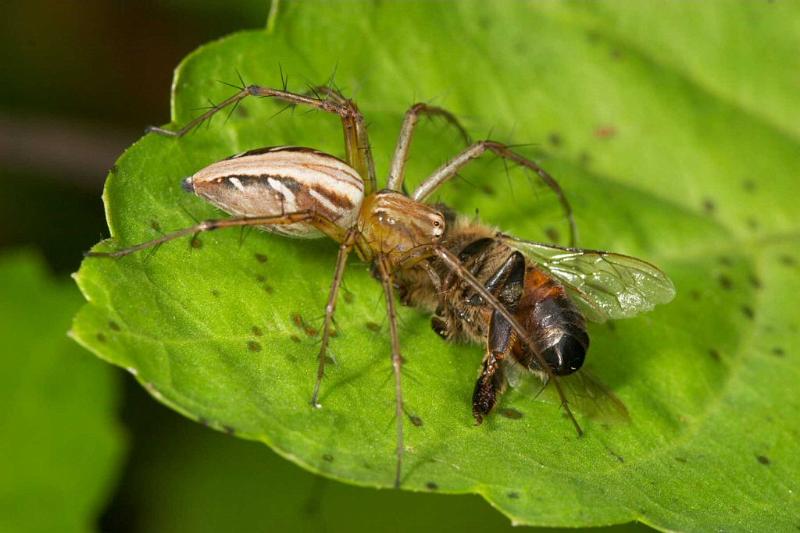 Oxyopes_elegans_D2512_Z_91_-_Australie.jpg