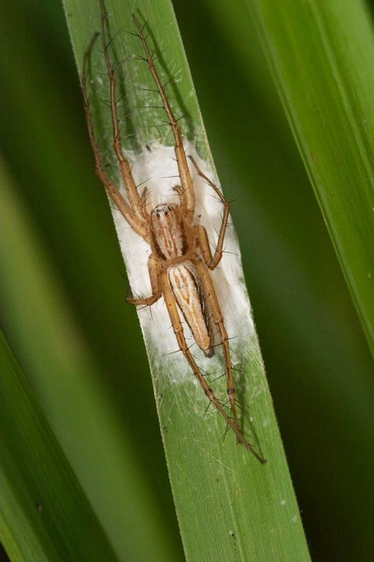 Oxyopes_elegans_D2514_Z_88_-_Australie.jpg