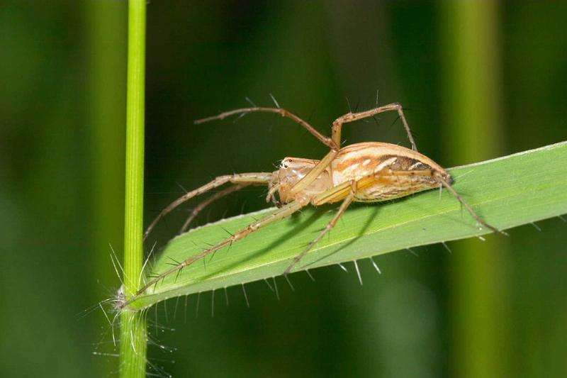 Oxyopes_elegans_D2515_Z_88_-_Australie.jpg