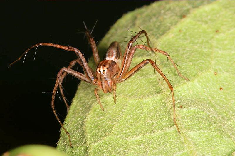 Oxyopes_elegans_D5341_Z_92_Daintree-Cookstown_Australie.jpg