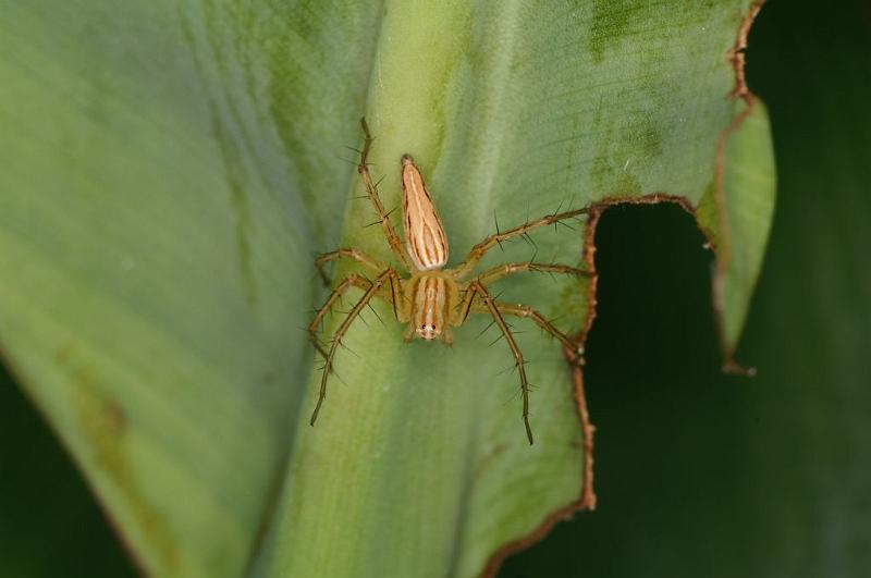 Oxyopes_elegans_D5380_Z_90_Giru_Australie.jpg