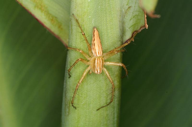 Oxyopes_elegans_D5381_Z_91_Giru_Australie.jpg