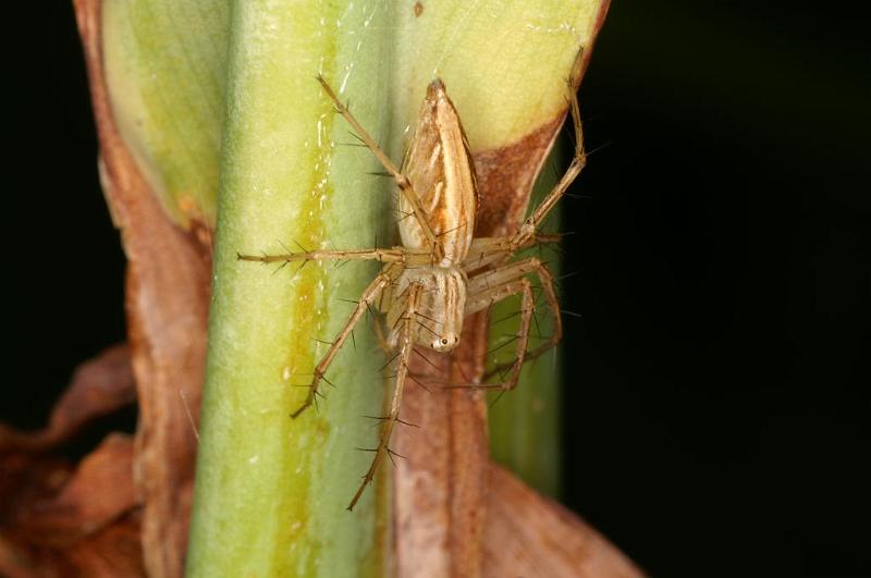 Oxyopes_elegans_D5387_D_91_Giru_Australie.jpg