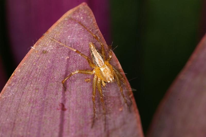 Oxyopes_elegans_D5388_D_88_Giru_Australie.jpg