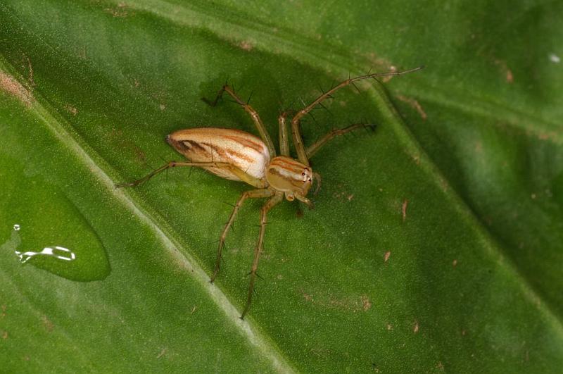 Oxyopes_elegans_D5391_Z_89_Giru_Australie.jpg