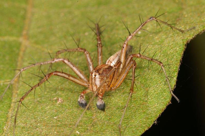 Oxyopes_elegans_D5470_Z_90_Giru_Australie.jpg