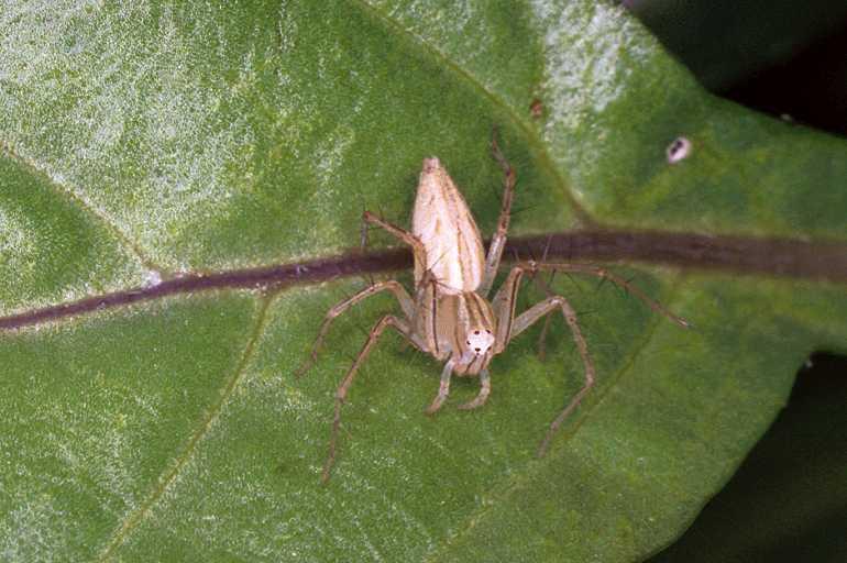 Oxyopes_elegans_F0664_Z_82_Giru_Australie.jpg