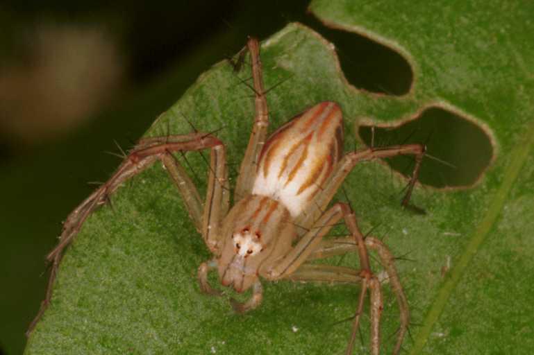 Oxyopes_elegans_RF0540_Z_82_Daintree-Giru_Australie.jpg