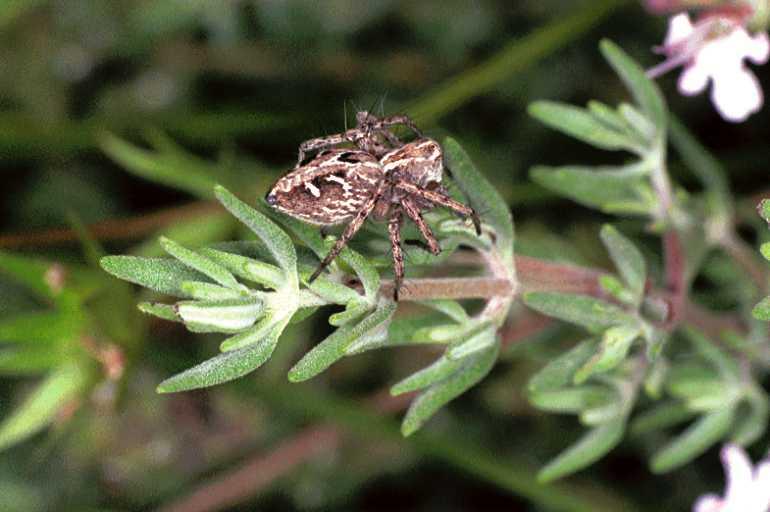 Oxyopes_heterophthalmus_F0977_Z_86_Guzargues_Frankrijk.jpg