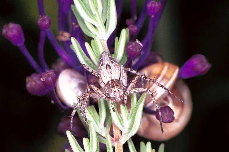 Oxyopes_heterophthalmus_F0979_Z_86_Guzargues_Frankrijk.jpg