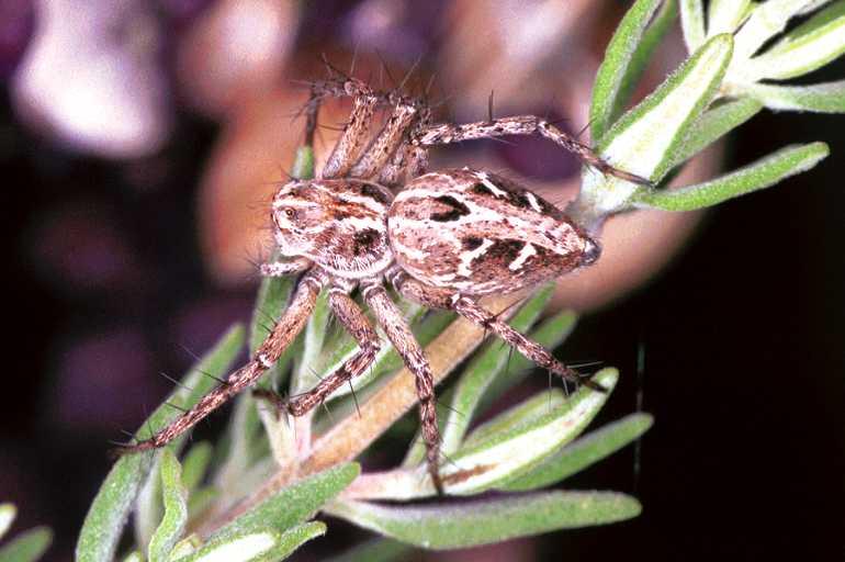 Oxyopes_heterophthalmus_F0980_Z_86_Guzargues_Frankrijk.jpg