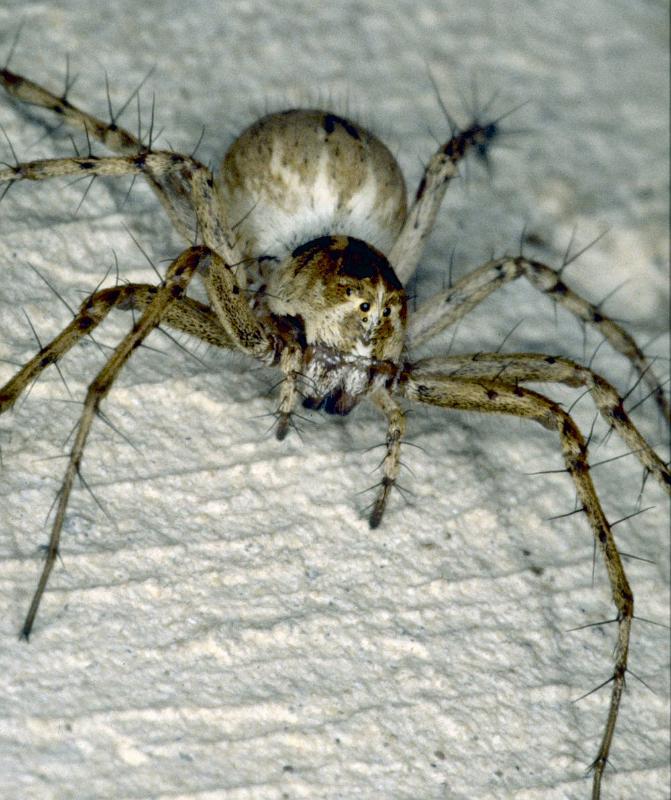 Oxyopes_heterophthalmus_P0385_Z_88_Soube_Frankrijk.jpg