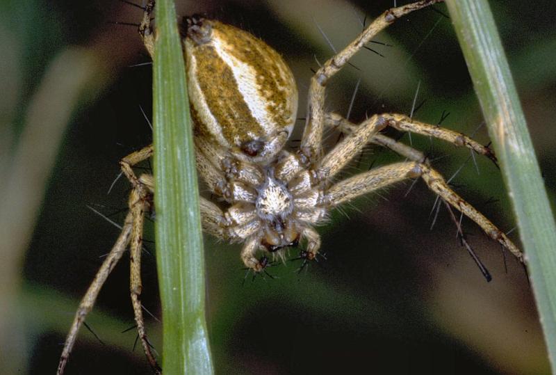 Oxyopes_heterophthalmus_P0389_Z_90_Soube_Frankrijk.jpg