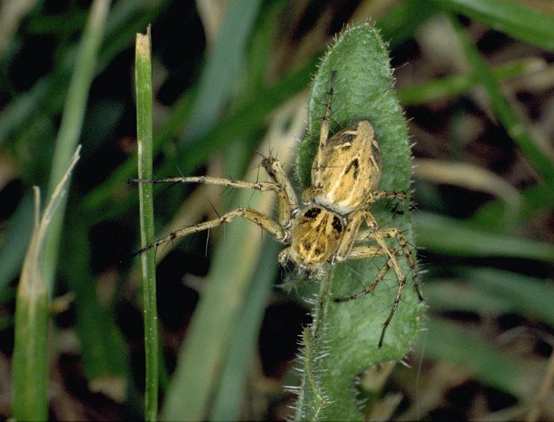 Oxyopes_heterophthalmus_P0390_Z_90_Soube_Frankrijk.jpg