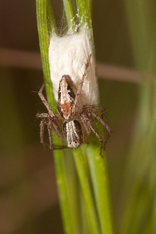 Oxyopes_kraepelinorum_D5911_Z_89_Tenerife_Spanje.jpg