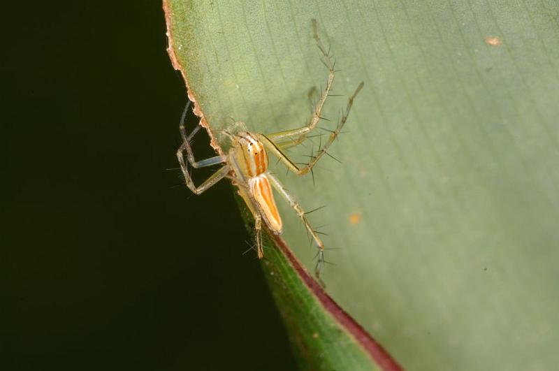 Oxyopes_quadrifasciatus_D5386_Z_91_Giru_Australie.jpg