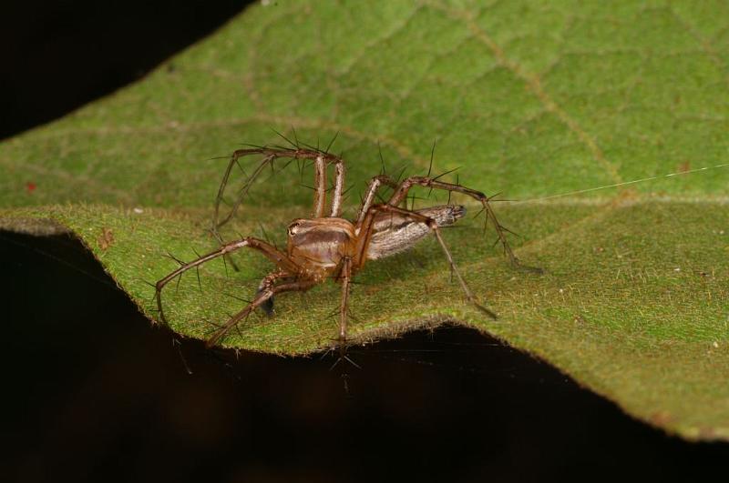 Oxyopes_quadrifasciatus_D5468_Z_90_Giru_Australie.jpg