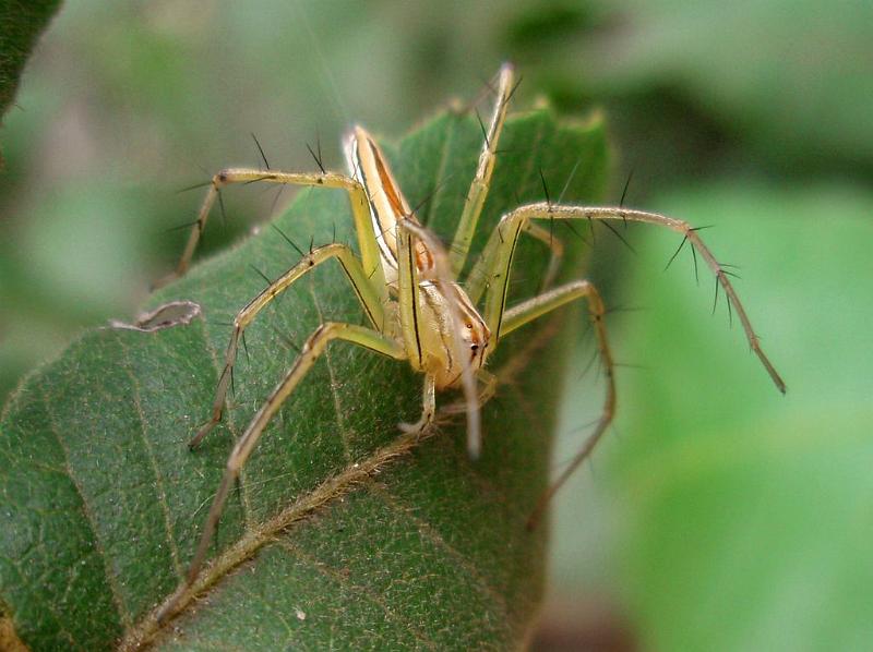 Oxyopes_quadrifasciatus_D6292_Z_88_Brisbane_Australie.jpg