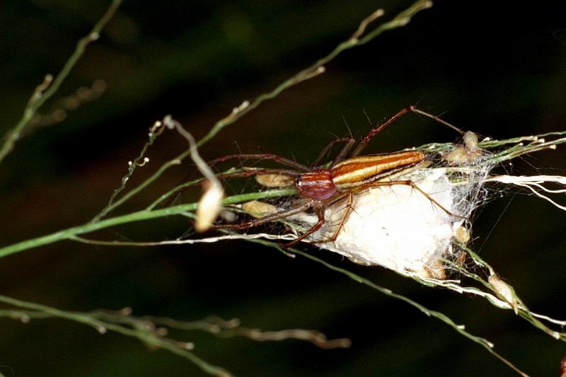 Oxyopes_quadrifasciatus_F0834_Z_86_Giru_Australie.jpg