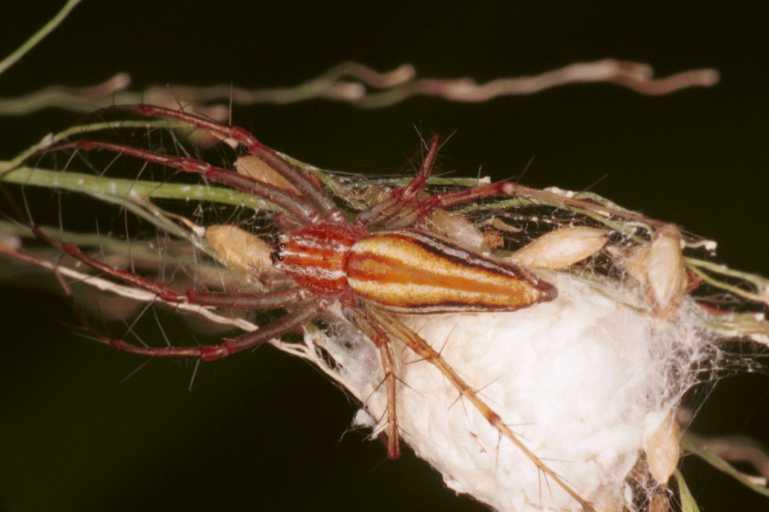 Oxyopes_quadrifasciatus_RF0531_Z_82_Daintree-Giru_Australie.jpg