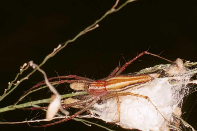 Oxyopes_quadrifasciatus_RF0532_Z_83_Daintree-Giru_Australie.jpg