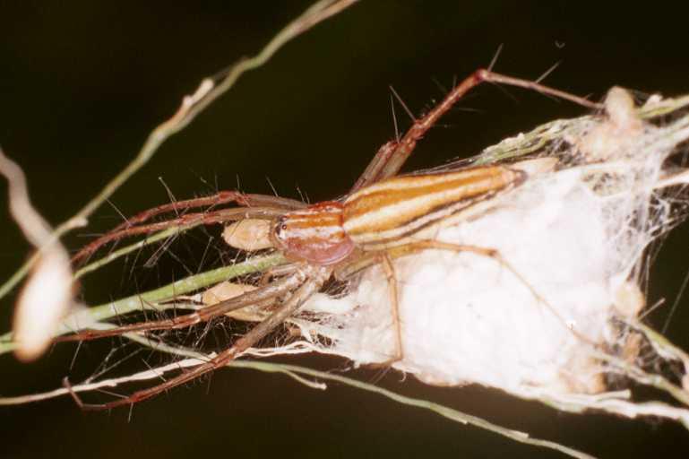 Oxyopes_quadrifasciatus_RF0533_Z_85_Daintree-Giru_Australie.jpg