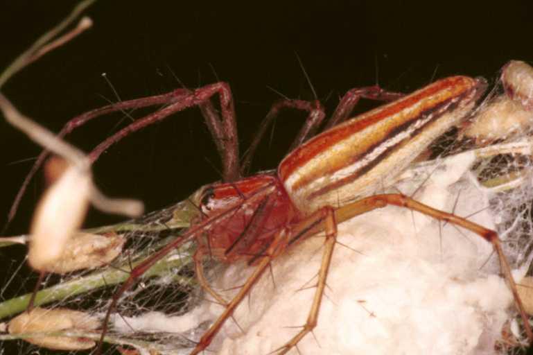 Oxyopes_quadrifasciatus_RF0534_Z_84_Daintree-Giru_Australie.jpg