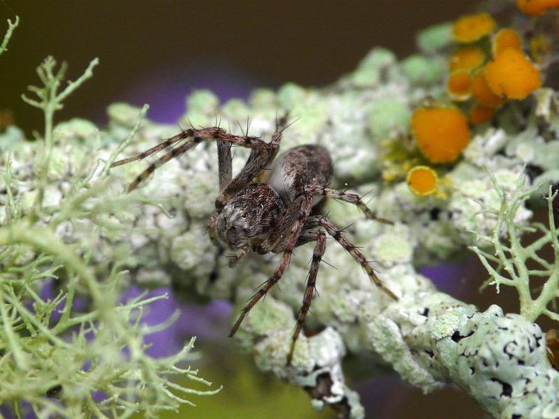 Oxyopes_rubicundus_D6260_D_89_Brisbane_Australie.jpg